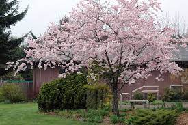 A hardiness zone is a geographic area defined to encompass a certain range of climatic conditions relevant to plant growth and survival. Prunus Accolade Landscape Plants Oregon State University