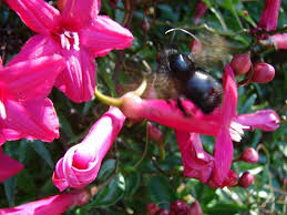 Image result for Ipomoea horsfalliae