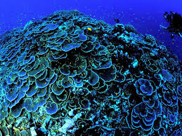 In subduction, one tectonic plate (a large portion of the earth's crust) slides under another. The Mariana Trench Earth S Deepest Place National Geographic Society