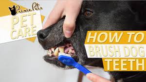 Check spelling or type a new query. How To Brush Your Dog S Teeth Tooth Brushing Tips