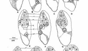 Image result for Manniella