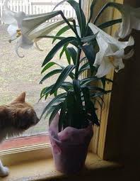 Maybe you would like to learn more about one of these? Cure Lily Poisoning In Cats At Home 4 Steps Instructables