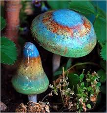 Fungi26 Plantas Ornamentales Tipos De Hongos Hongos