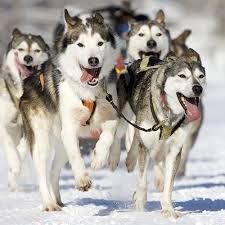 Do you have to pay back husky insurance. Siberian Husky Pdsa