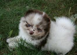 We did not find results for: Pomeranian Dog Breed Pictures 1
