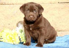 Pennsylvania great dane rescue and rehab: 89 Labs Ideas Puppies Labrador Retriever Labrador Retriever Puppies
