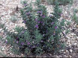 Image result for Dyschoriste radicans