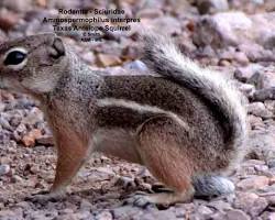 Image of Texas Antelope Squirrel