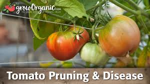 Maybe you would like to learn more about one of these? Tomato Amish Paste Overview Growing Tips