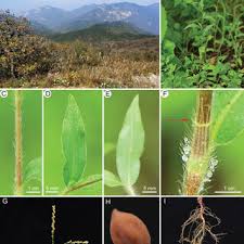 Image result for Leptactina benguelensis