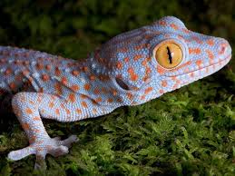 Exclusive offer for witi members. Geckos Faszinierend Flink Und Nachtaktiv