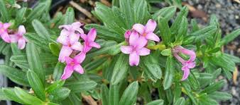Winter daphne (daphne odora) when we gardeners talk about daphne, we are referring to daphne odora, marginata. there are eighteen different species of daphne and at least seven different varieties of daphne odora. Daphne At Portland Nursery And Garden Center