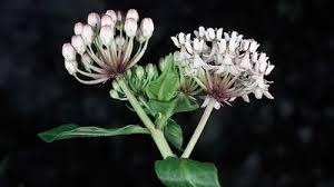 Image result for Tabernanthe elliptica