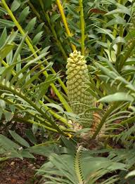 Image result for Encephalartos schmitzii