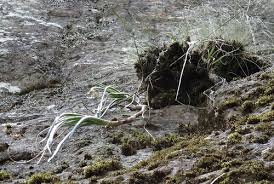 Image result for Aloe rulkensii