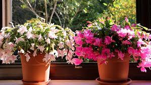Are the flowers on your christmas cactus dropping? Christmas Cactus 101 Plants For All Seasons Since 1973