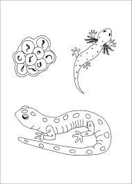 Some breathe with lungs, some breathe with gills, and some even breathe with skin because they don't have lungs or gills. Salamander Coloring Page For Preschool Coloringbay