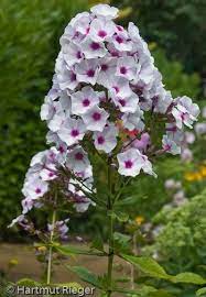 Pin On Gardening