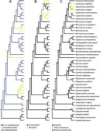 Image result for Loxogramme abyssinica
