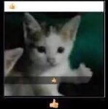 Stinky On Instagram Catmemes Cat Meme Memes Cute Adorable Pet Pets Relatable Wholesome Wholesomememes Cute Memes Stupid Memes Funny Memes