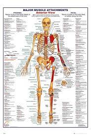 Human Body Muscle Attachments Anterior Photo Allposters Com In 2020 Human Body Muscles Human Body Anatomy Human Body