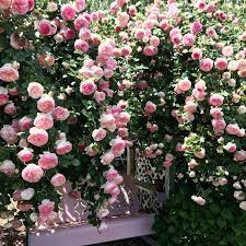 Beautiful Pink Eden Garden Roses On A Trellis A Vintage Pink Metal Glider Via Rosecandi Flower Farm In Northern Ca Rose Trellis Flower Farm Beautiful Flowers
