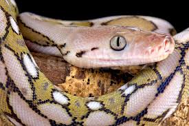 Reticulated Python Malayopython Reticulatus Reticulated Python Land Turtles Reptiles And Amphibians