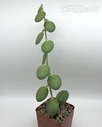 Image result for Xerosicyos