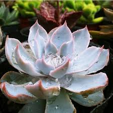 These plants look like handheld burning torch lights. Echevaria Species Looking Like A Lotus Flower Succulents Plants Flowers