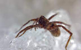 She gets plenty of gnats and fruit flies. How The Wolf Spider S Diet May Help Keep The Arctic Cool Smart News Smithsonian Magazine