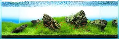 Maybe you would like to learn more about one of these? Aquascaping Styles Nature Aquarium Iwagumi Dutch Aquarium Aquascaping Love