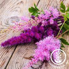 Astilbe Seeds Finest Mix Grow Flowers In Your Garden From Seeds In 2021 Flower Seeds Astilbe Flower Astilbe