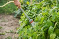 How long should i water my garden. How Often Should I Water My Garden Master Gardener Association Of San Diego County