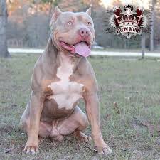 Pin On Iron King Kennels Pitbulls