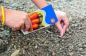 Nous Devoilons Les Astuces Des Jardiniers Comment Semer Des Carottes Pour Qu Elles Montent Rapidement Production Vegetale