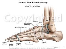 Working together, the plantar nerves command the many small muscles of the feet and toes to create the constant, subtle shifting of the feet that keeps us from falling down. Foot Anatomy Lateral Anatomy Drawing Diagram