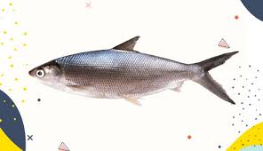 Oleh karena itu kami mendaftar jenis jenis ikan nila atau disebut strain ikan nila yang banyak protren lebih tinggi 17,6% dibanding ikan nila lokal. 8 Jenis Ikan Yang Baik Untuk Anak Ibupedia