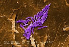 Image result for Mycobacteria