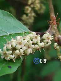 Image result for Embelia nilotica