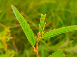 Image result for Corchorus fascicularis