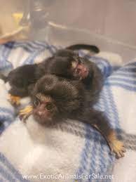 You have to approach baby monkey (going backwards on a pig) with your tongue firmly in your cheek. Monkeys For Sale