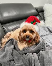 Lori (@lbushing) • Instagram photos and videos