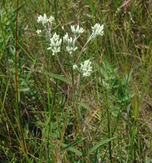 Image result for Hypericophyllum elatum