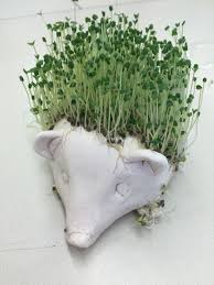 Chia Pet In Studio Art A Beginning Clay Project Chia Pet Clay Projects Ceramics Projects