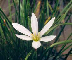 Blooms appear mainly after rains. Rain Lily Better Homes Gardens