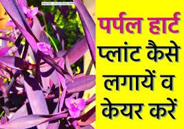 If kicked or stepped on, the stems may break. à¤ªà¤° à¤ªà¤² à¤¹ à¤° à¤ à¤ª à¤² à¤ à¤ à¤¸ à¤²à¤ à¤ à¤µ à¤ à¤¯à¤° à¤à¤° Purple Heart Plant In Hindi Shabdbeej
