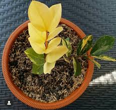 Check spelling or type a new query. Jual Zamia Culcas Variegata Zamia Culcas Varigata Di Lapak Susanties Garden Bukalapak