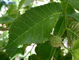 Image result for Maclura