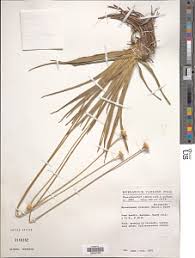 Image result for Eriocaulon abyssinicum