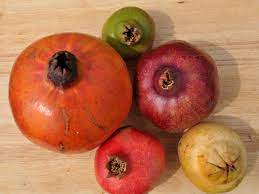 Looking a bit like a christmas ornament, the pomegranate is often associated with the holidays. Beyond Wonderful Pomegranates Come In A Variety Of Colors And Flavors The Salt Npr